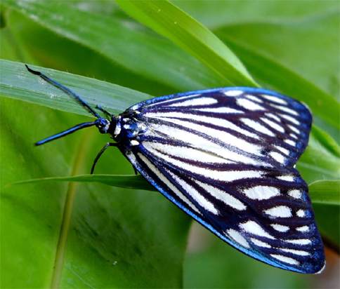 Chiavi di identificazione degli Zygaenidae d''Italia